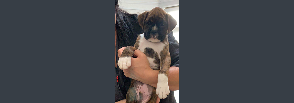Dog (Frank) - Nearly 7 weeks