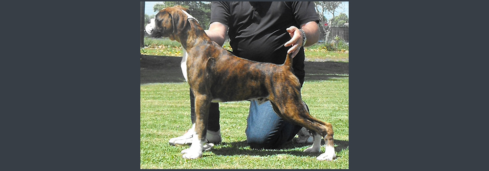 Cyrus - Bred and Owned by Lloyd Harrison Valeska Boxers NZ