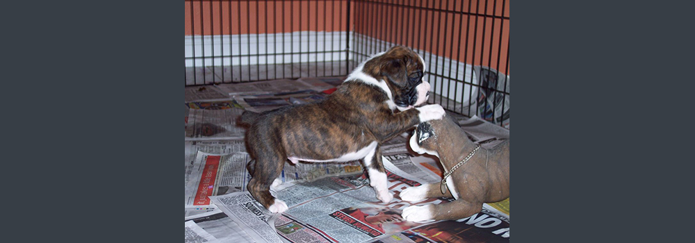 Scentosa Barracuda 4 weeks old - out of a CH Sulez Sonic Boom daughter - Riamott True Faith. A litter of 8 Dogs, 6 Flashy, 1 Solid Brindle & 1 White 