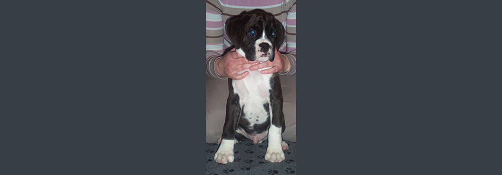 Scentosa Inspiration Age 10 weeks - this lovely puppy is going to be shown in Sweden! We wish him lots of luck