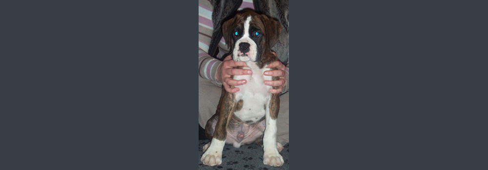 Scentosa Barracuda Age 10 weeks - we look forward to seeing this lovely puppy in the ring, spring 2006. He is bred & owned by Rachel Willmott