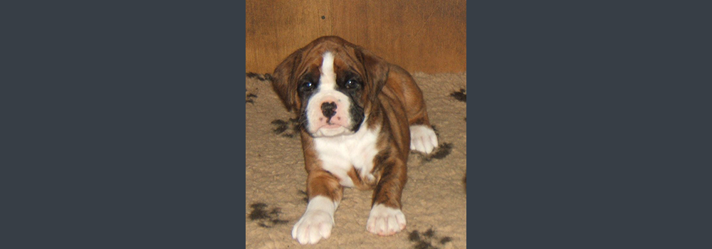 Bartlans Forest Green - Twiglet 5 weeks - Owned & Bred by Sue poole Bartlett of Bartlans Boxers