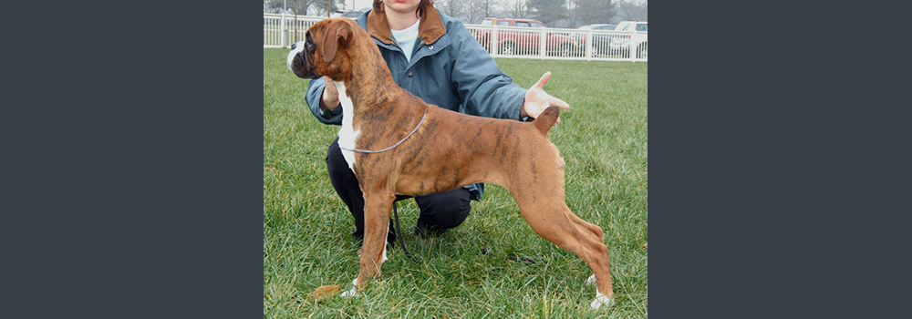 Bartlans Forest Green - Twiglet 6 Months. Owned & Bred by Sue Poole Bartlett of Bartlans Boxers UK. Handled by Sam Cant (Mananin). Twiglet qualified for Crufts first time out at Midland Boxer Club Championship Show, in very strong competition! Well done & wishing you all the very best for a bright future ahead!