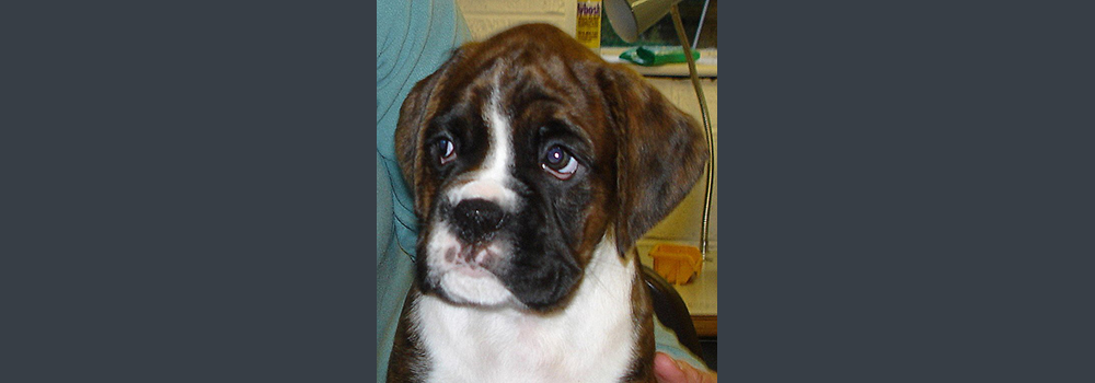 Sunvalley Five Star - Esta 4/5 weeks old. Bred & Owned by Val Jordan of Sunvalley Boxers UK