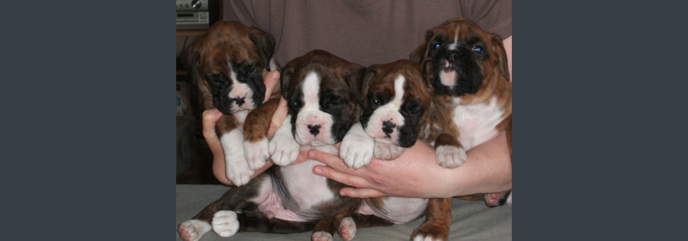 Bred by Sue Lott. Out of a Beer 'N' Skittles Daughter! Look forward to seeing these pups in the ring