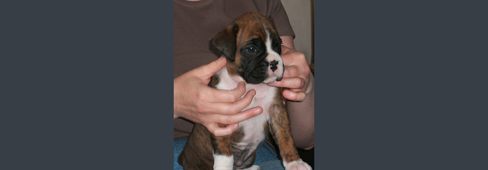 So Attractive by Newlaithe (Jolee). Owned by Vik & Christine (Newlaithe Boxers). Bred by Sue Lott! Pic taken at 5 weeks