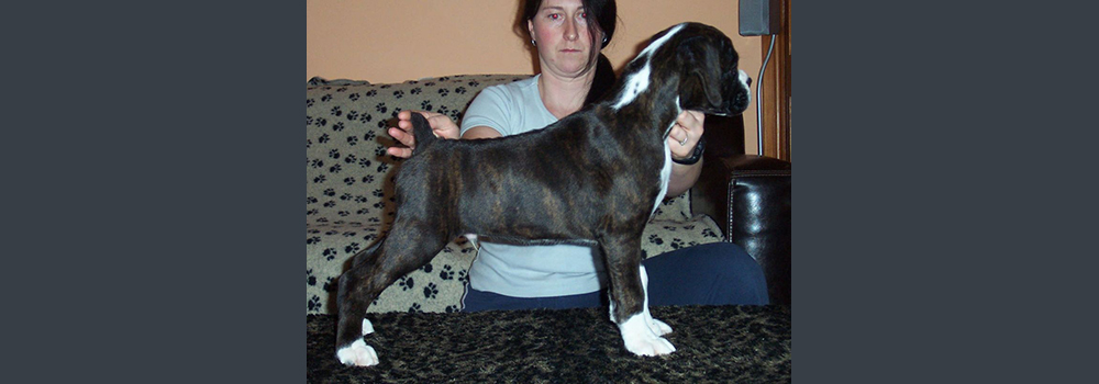 Scentosa Inspiration
Age 10 weeks - this quality puppy is out of Riamott True Faith who is a Ch Sulez Sonic Boom Daughter. He has a Tight bite and Dark Eye. Jasper is now living in Sweden, and his owners are very pleased with him. He has won two Best in Shows so far! Which is a great achivement considering he is just 6 months old! - Well done Jasper!