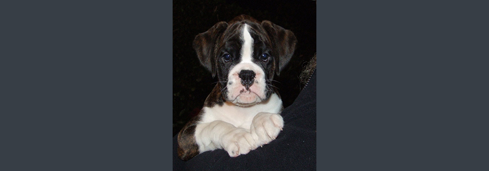 Macwatt White Ensign @ 8 weeks. Bred/owned by Sam & Mark at Macwatt Boxers. Very Promising Puppy!