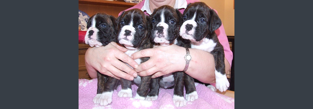 Olafs daughters age 4.5 weeks - Jan 2009. Beautiful litter, look forward to seeing these pups shown
