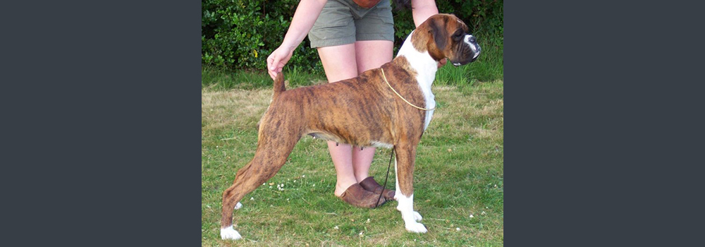 Ch Sleipnir Viking Goddess JW 3CCs, 6RCCs, 2RBIS & 1 BOS - Hela won 4th place in Pup Of The Year at The Boxer Event 2005. Hela is Heart Tested 0, Hip Scored 6/6 & Eye Tested Clear.
