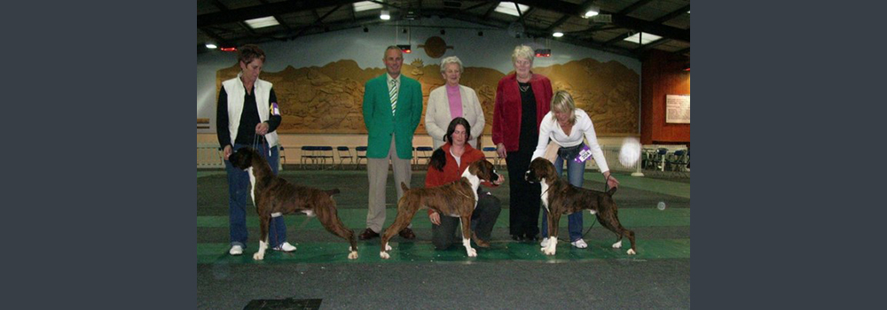 Viking Goddess JW Winning her 2nd CC at The Cotswold under Breed Specialist Mr Walker Mille
