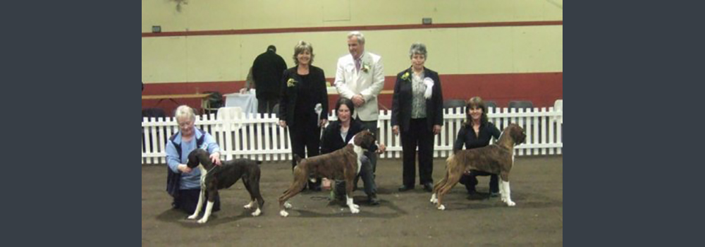 This was such a special day for us - Oli had won his Limit Class and then in the challenge took the DCC & then won Best in Show. Huge entry of over 220 Boxers. I will never forget that day as it's our first home bred champion here at Sleipnir - many thanks Edna
