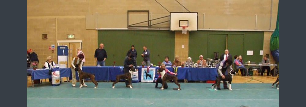 Lars (second from the left) won BPD, and then went on to win Best Puppy In Show at the S/Western Boxer Club Championship Show. Judge Dr Bruce Cattanch (Steynmere)