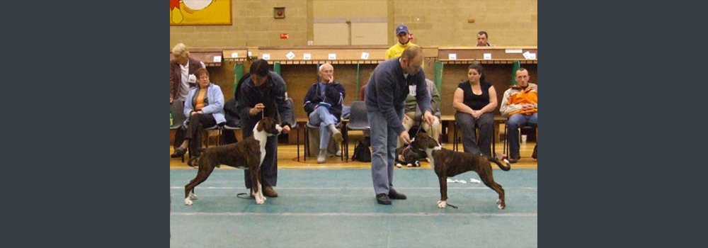 Lars challenging against the Bitch for BPIS. Referee Mr Paul Russel (Rustar Boxers) gave Lars Best Puppy In Show at the South Western Boxer Club Championship Show alongside judge Dr Bruce Cattanach