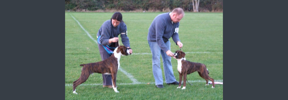 Lar's 7 Months Old with BPB winner. S/Western Boxer Club Championship Show Nov 07